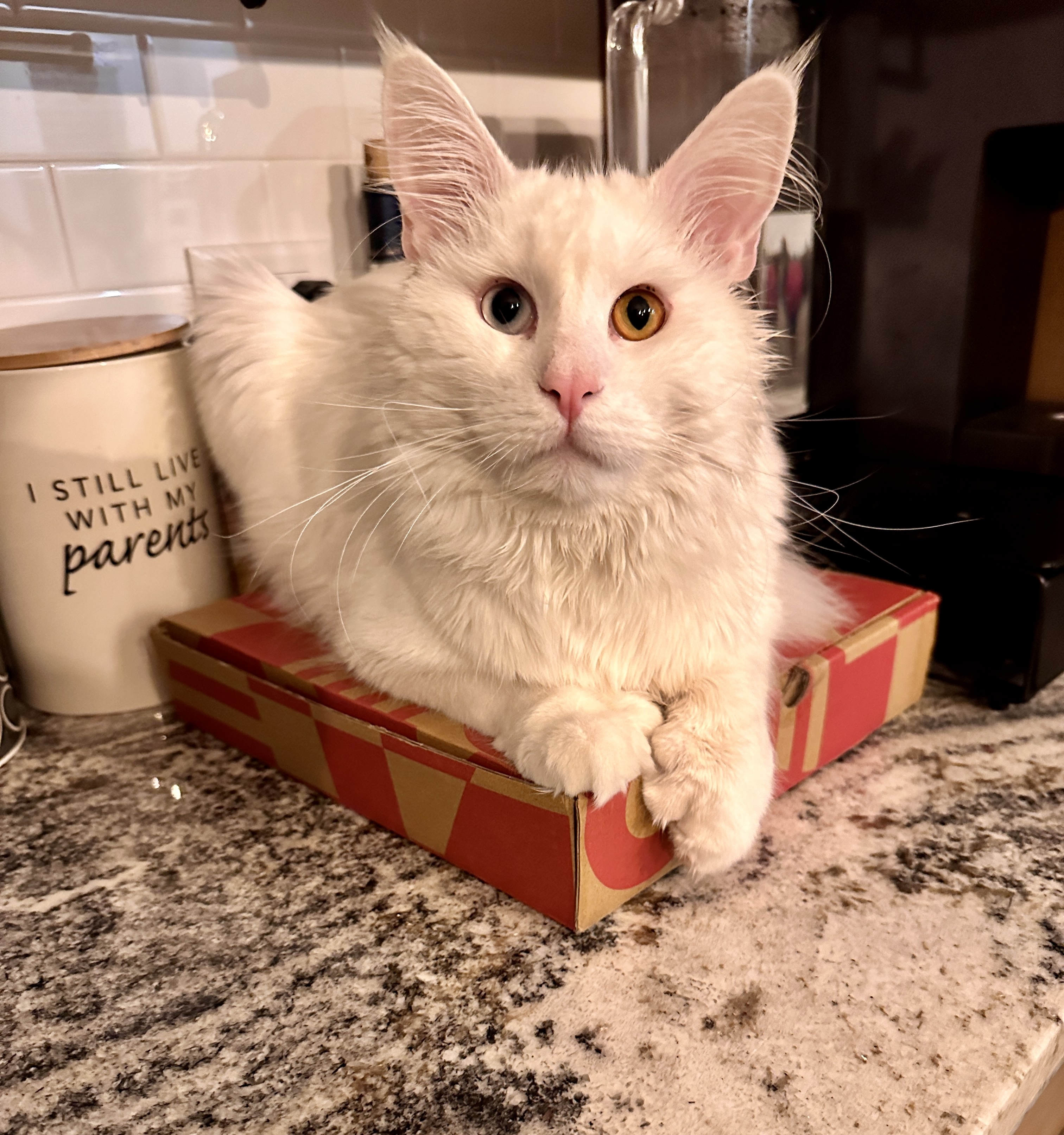 Enlarge Falcor - Polydactyl Bi-Eye, a Adopted Maine Coon in Brooklyn Center, MN image 4/6