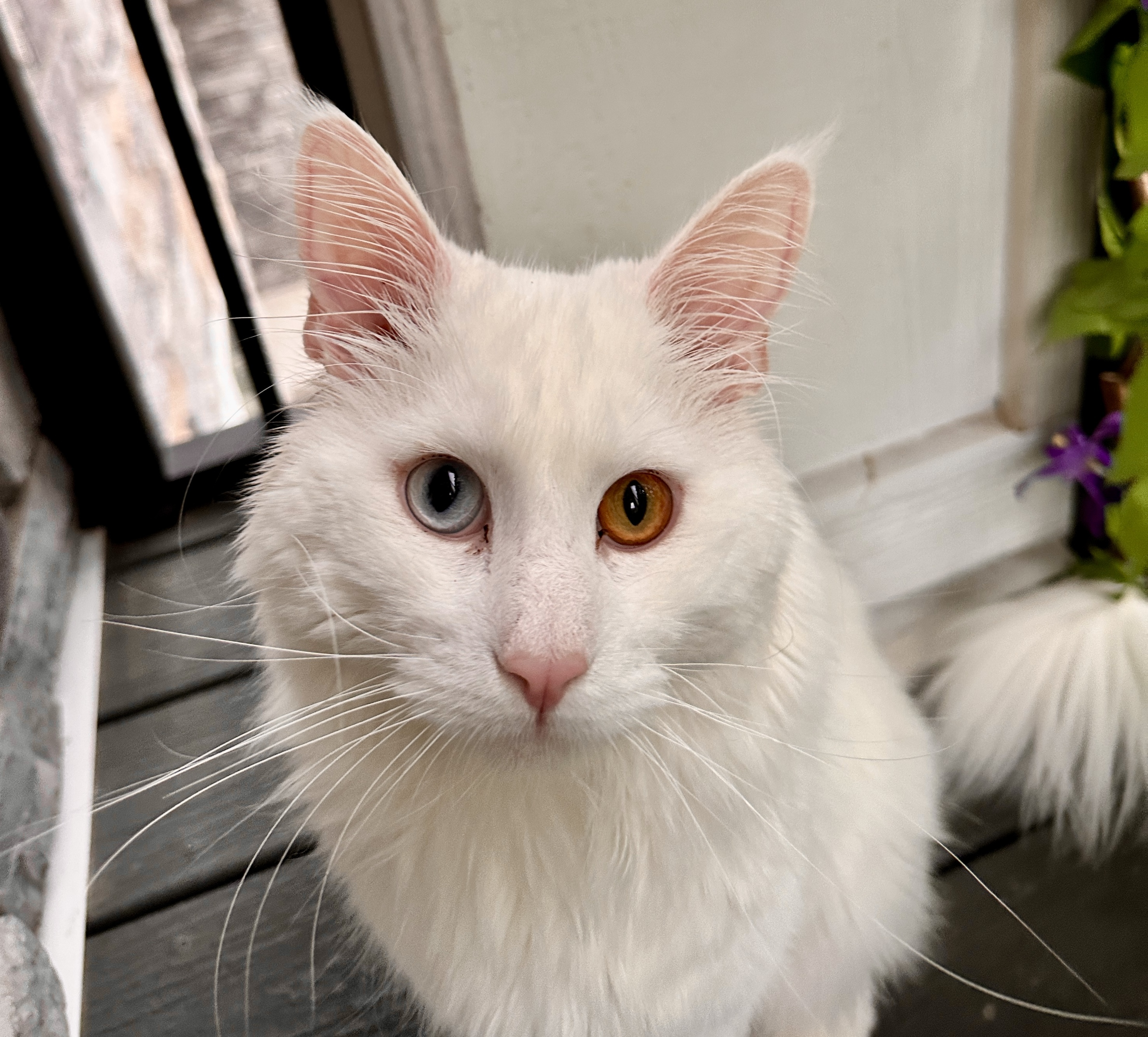 Enlarge Falcor - Polydactyl Bi-Eye, a Adopted Maine Coon in Brooklyn Center, MN image 5/6