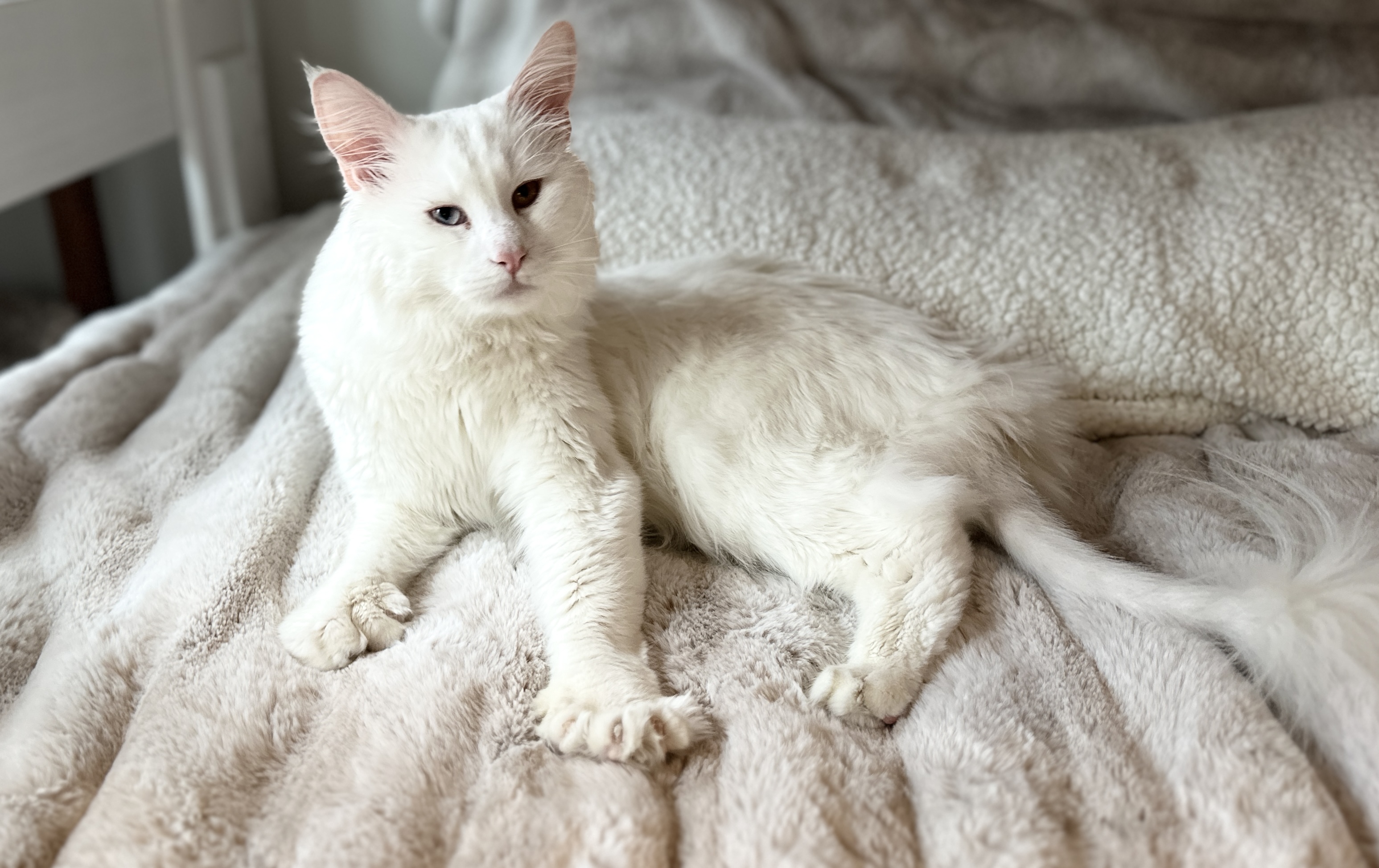 Enlarge Falcor - Polydactyl Bi-Eye, a Adopted Maine Coon in Brooklyn Center, MN image 6/6