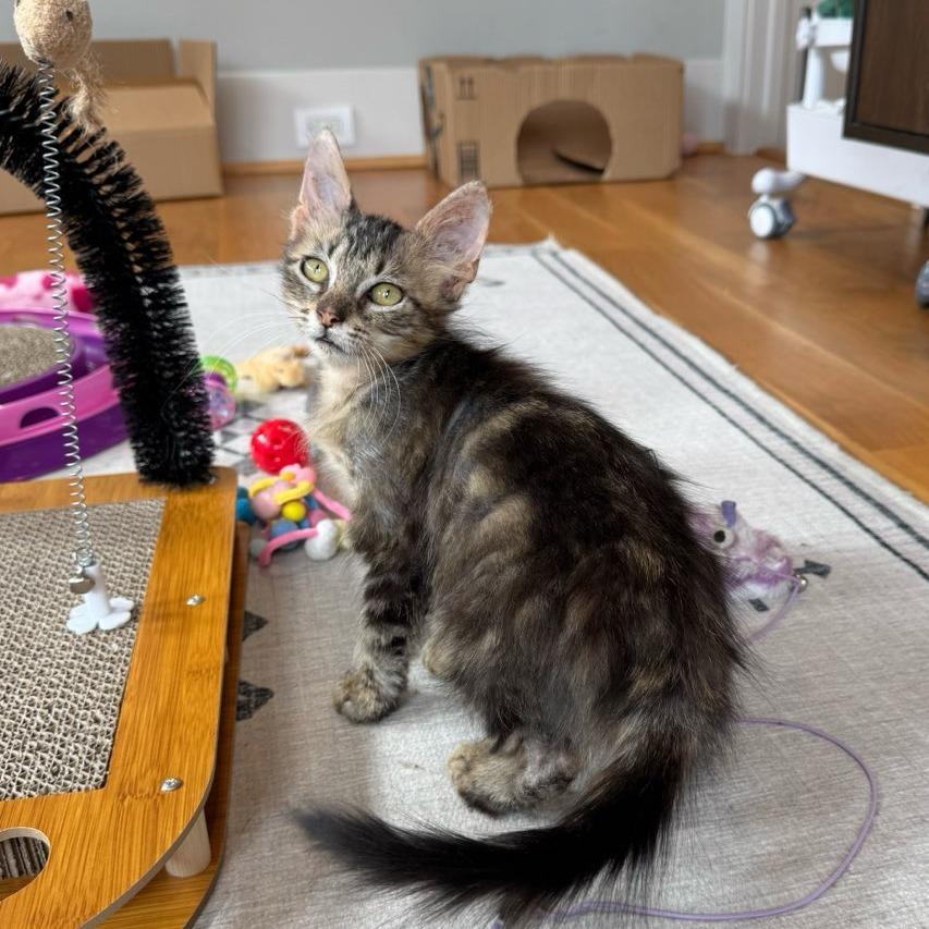 Jitterbug, Adoptable, Kitten Male Domestic Long Hair.