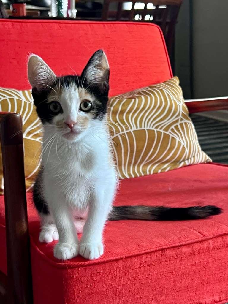 Scoot (bonded with Boogie), an adoptable Domestic Short Hair in Atlanta, GA image 3/6