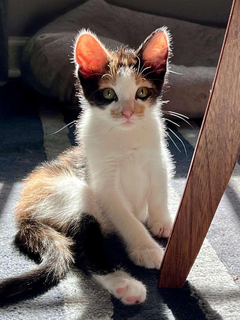 Scoot (bonded with Boogie), an adoptable Domestic Short Hair in Atlanta, GA image 2/6