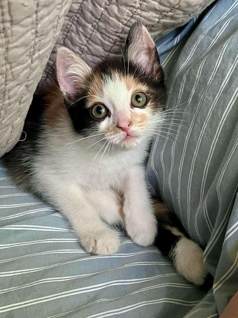 Scoot (bonded with Boogie), adoptable, Kitten Female Domestic Short Hair.