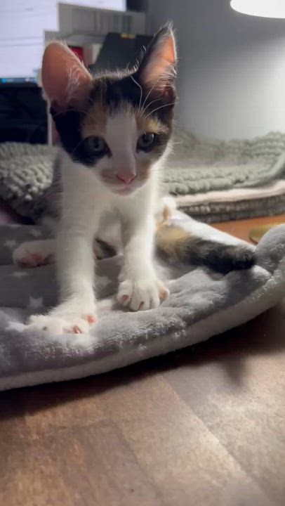 Enlarge Scoot (bonded with Boogie), an adoptable Domestic Short Hair in Atlanta, GA video 6/6