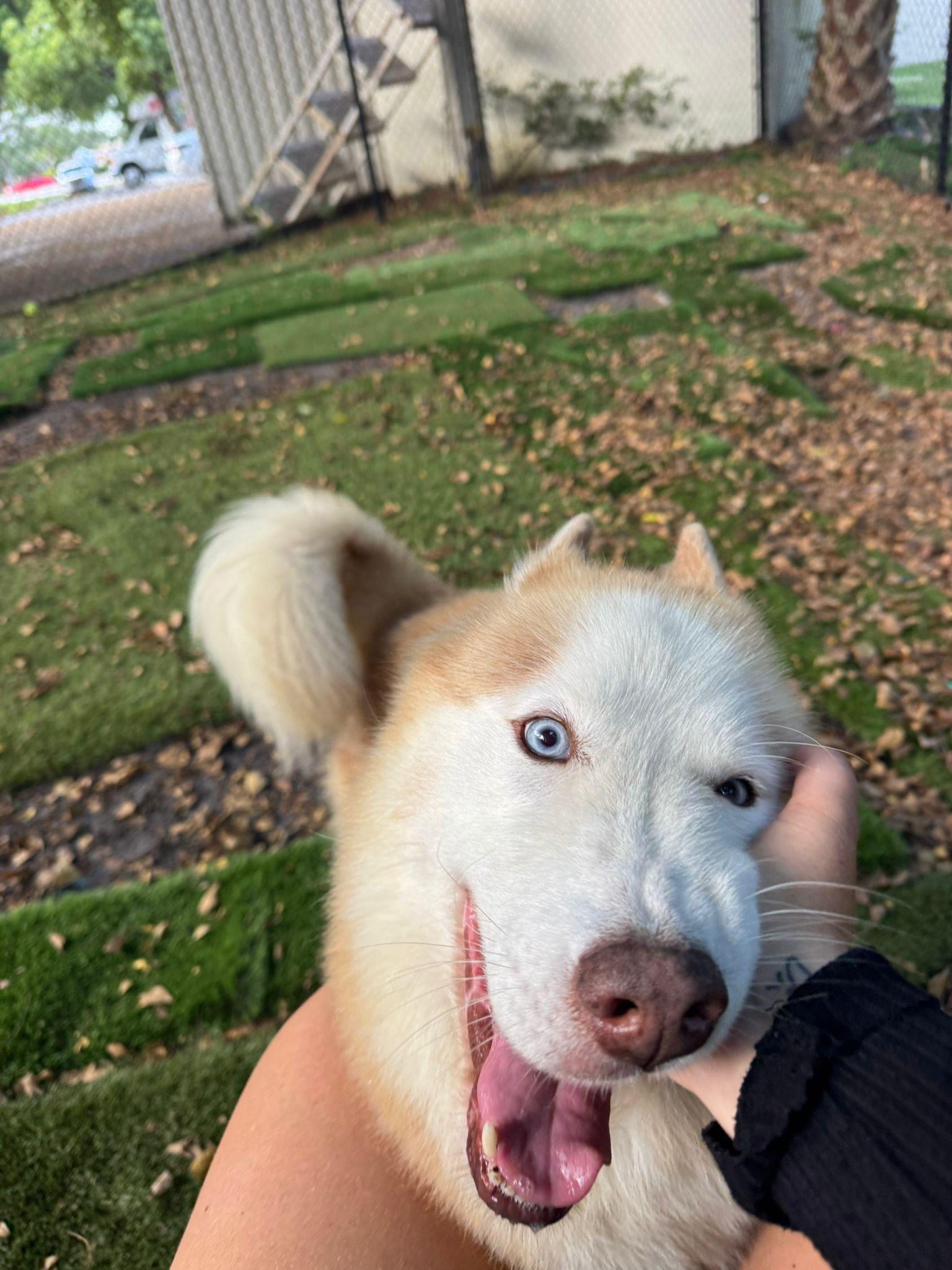 Brownie, a Adoptable mixed breed in Lauderhill, FL image 1/3