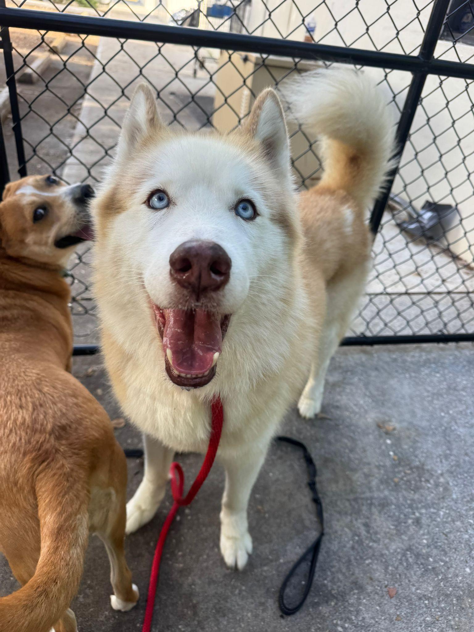Brownie, a Adoptable mixed breed in Lauderhill, FL image 3/3