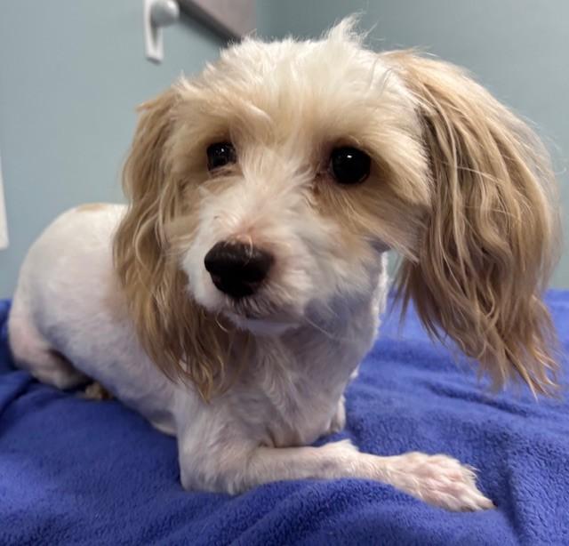 Cane, adopted, Adult Male Havanese & Mixed Breed.