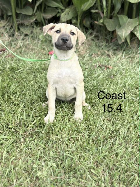 Coast, Adoptable, Young Female Black Mouth Cur & Retriever.