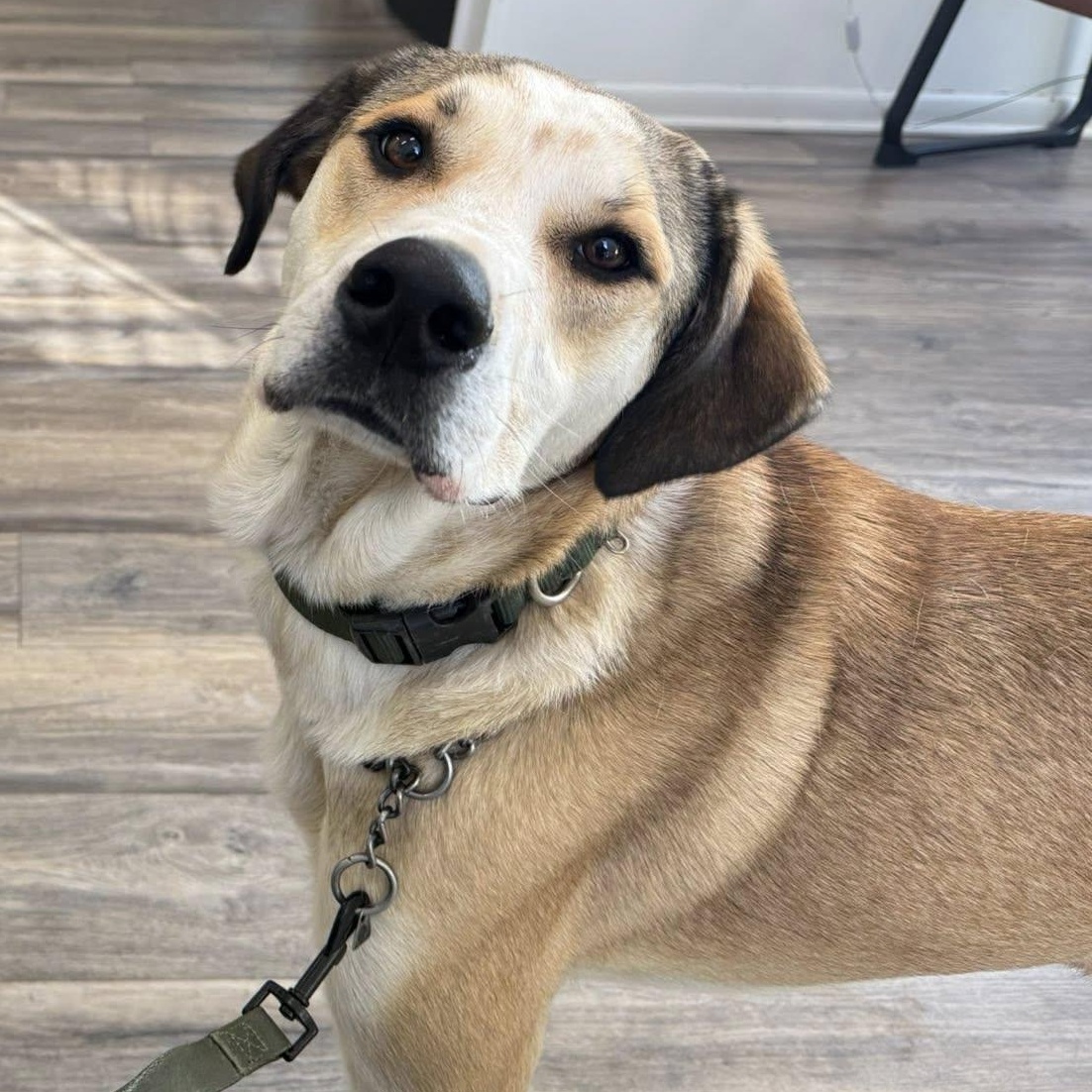 Oliver, Adoptable, Young Male Mixed Breed.