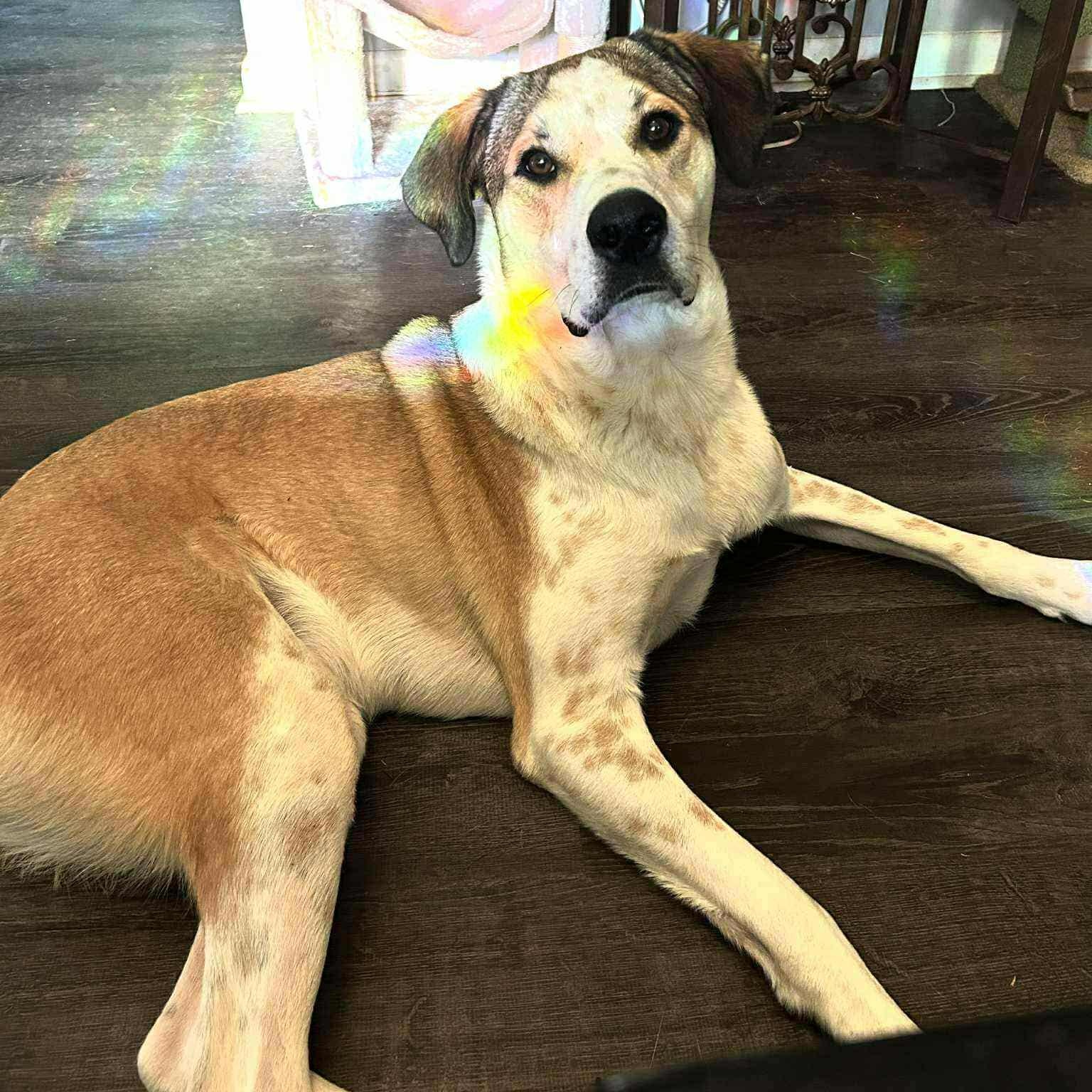 Oliver, a Adoptable Mixed Breed in Hopkinton, MA image 6/6