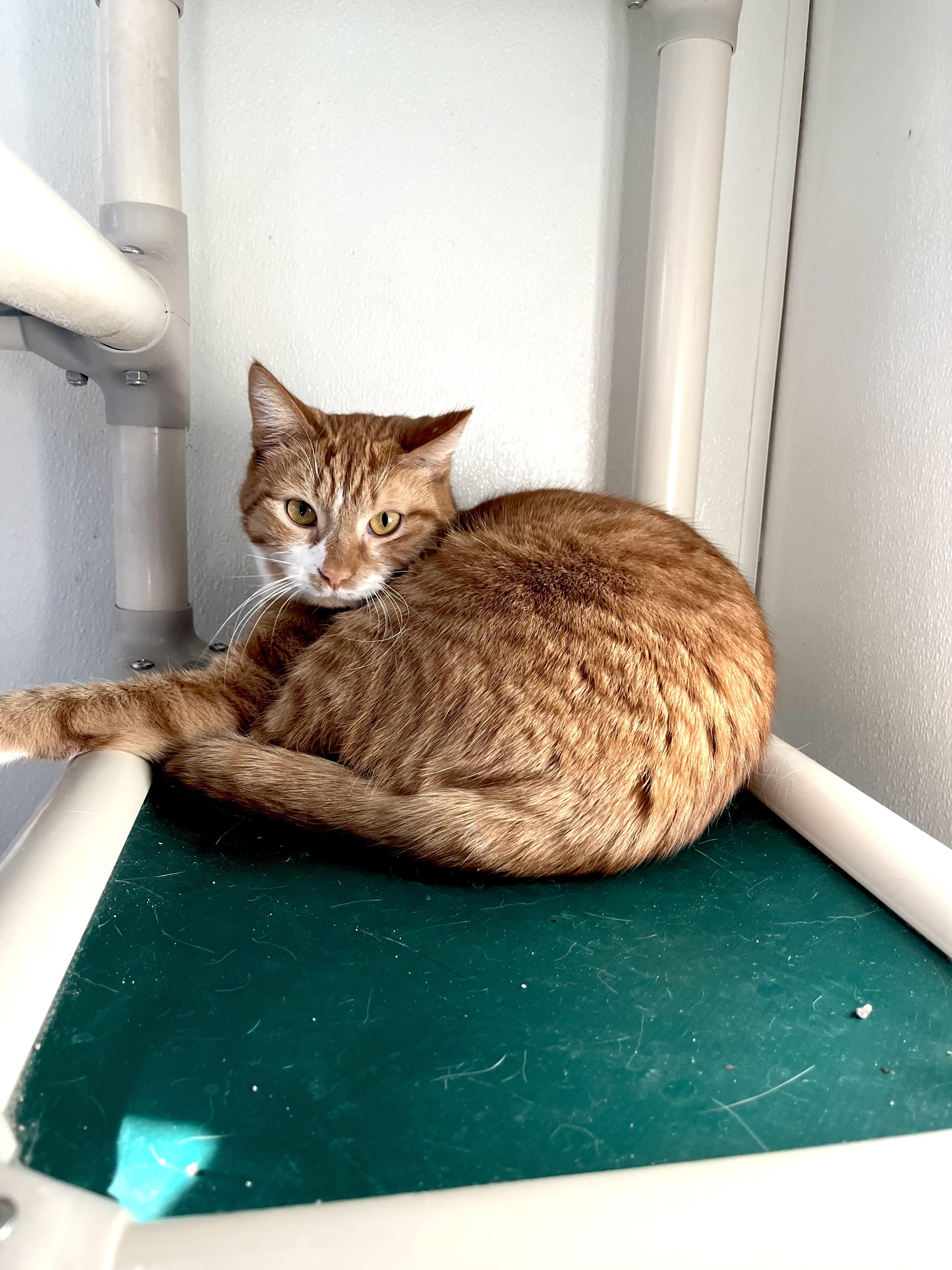 Thatcher, Adoptable, Adult Male Domestic Short Hair.