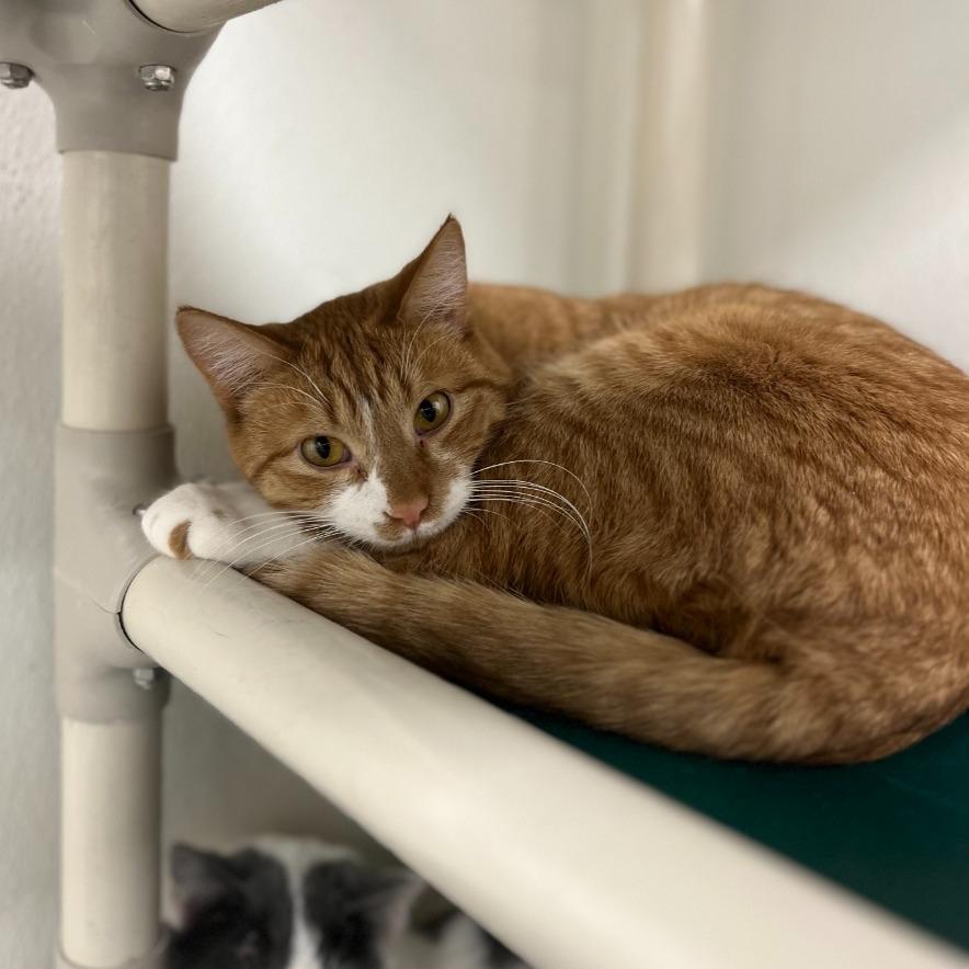 Thatcher, a Adoptable Domestic Short Hair in Geneseo, IL image 2/2