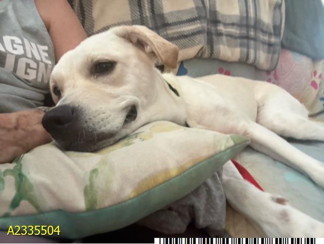 Enlarge RAMONA, a Adoptable mixed breed in West Palm Beach, FL image 1/1