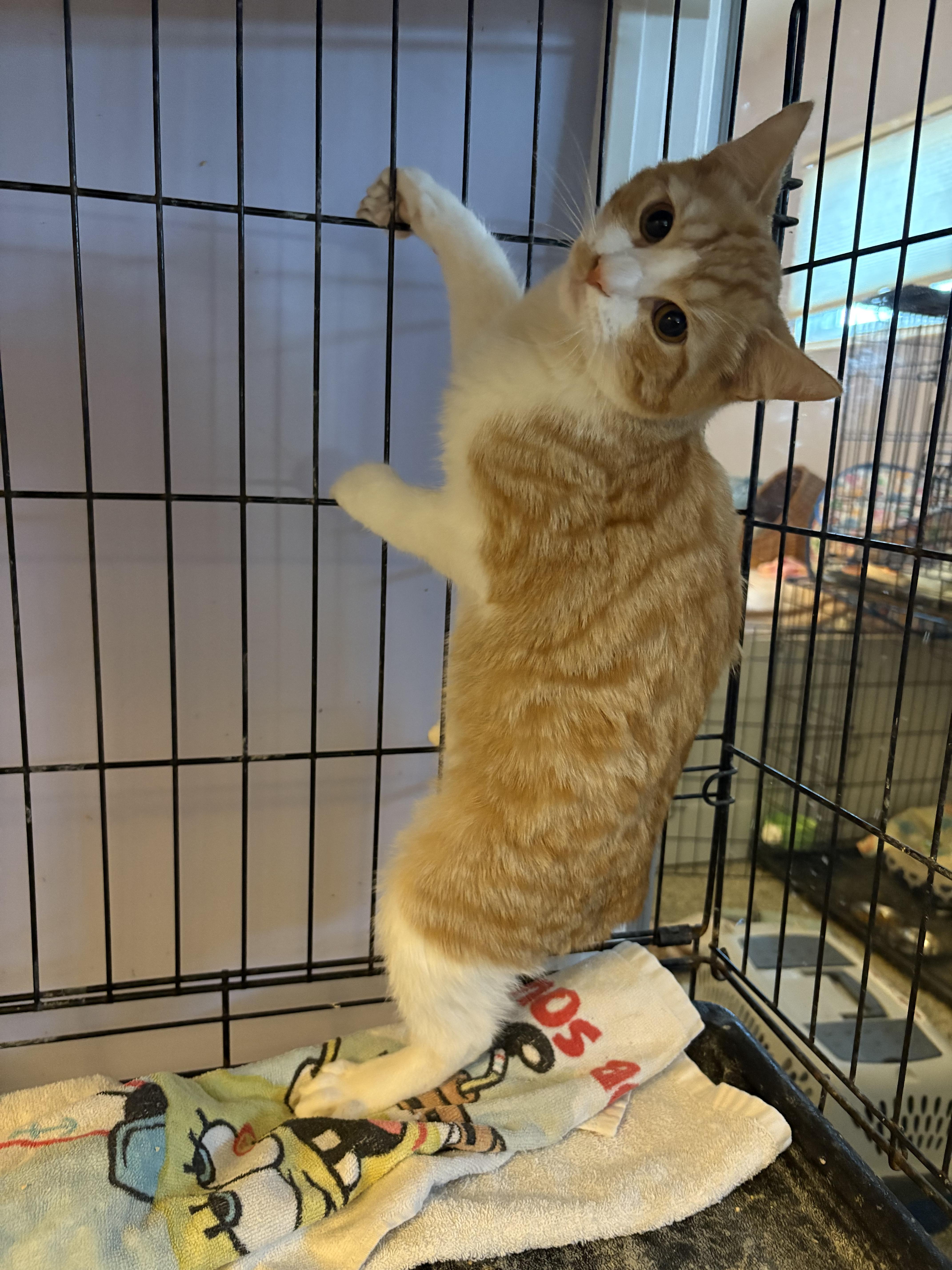 Mopsy, ADOPTABLE, Kitten Male Manx.