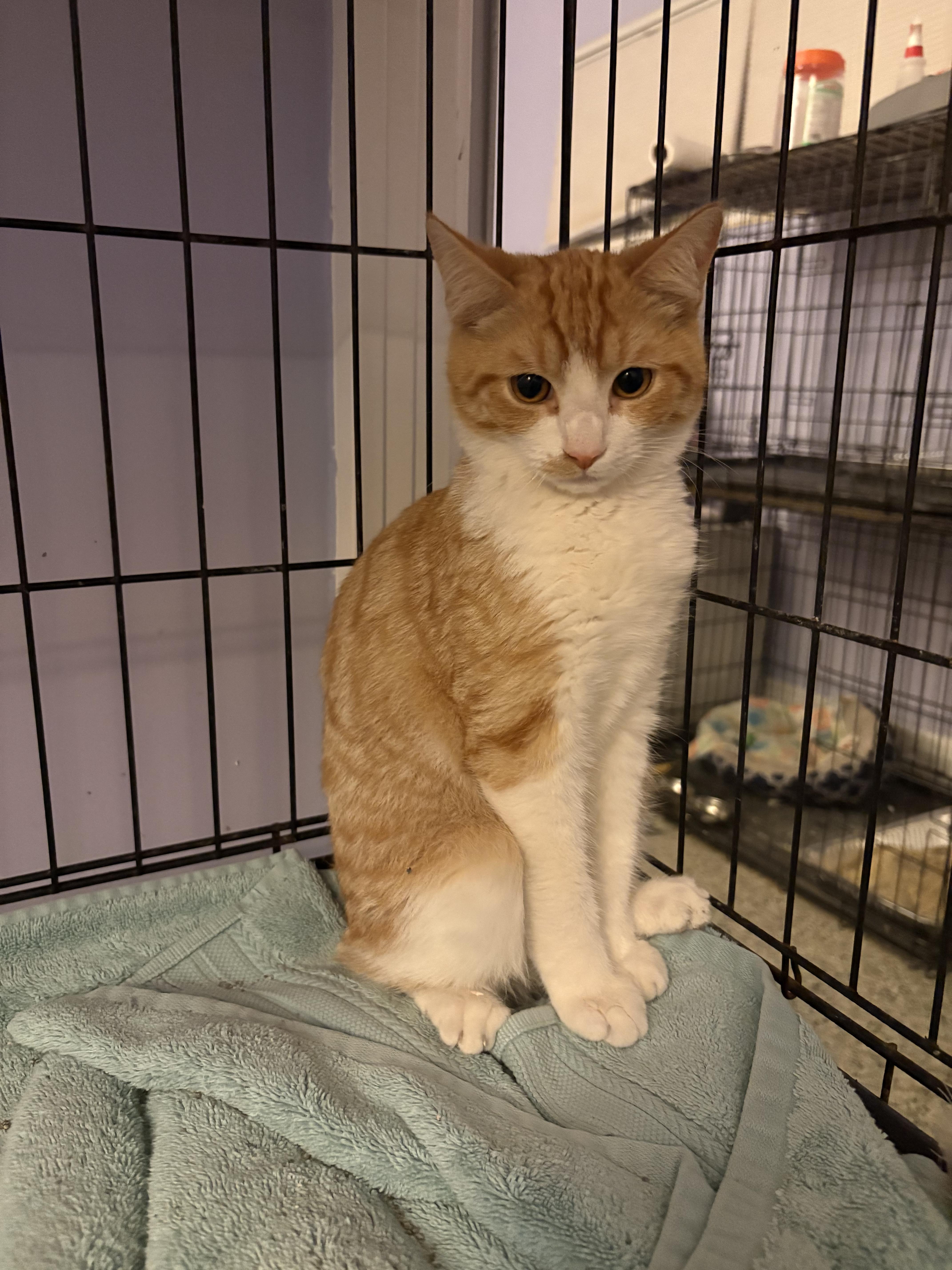 Flopsey, adopted, Kitten Male Manx.