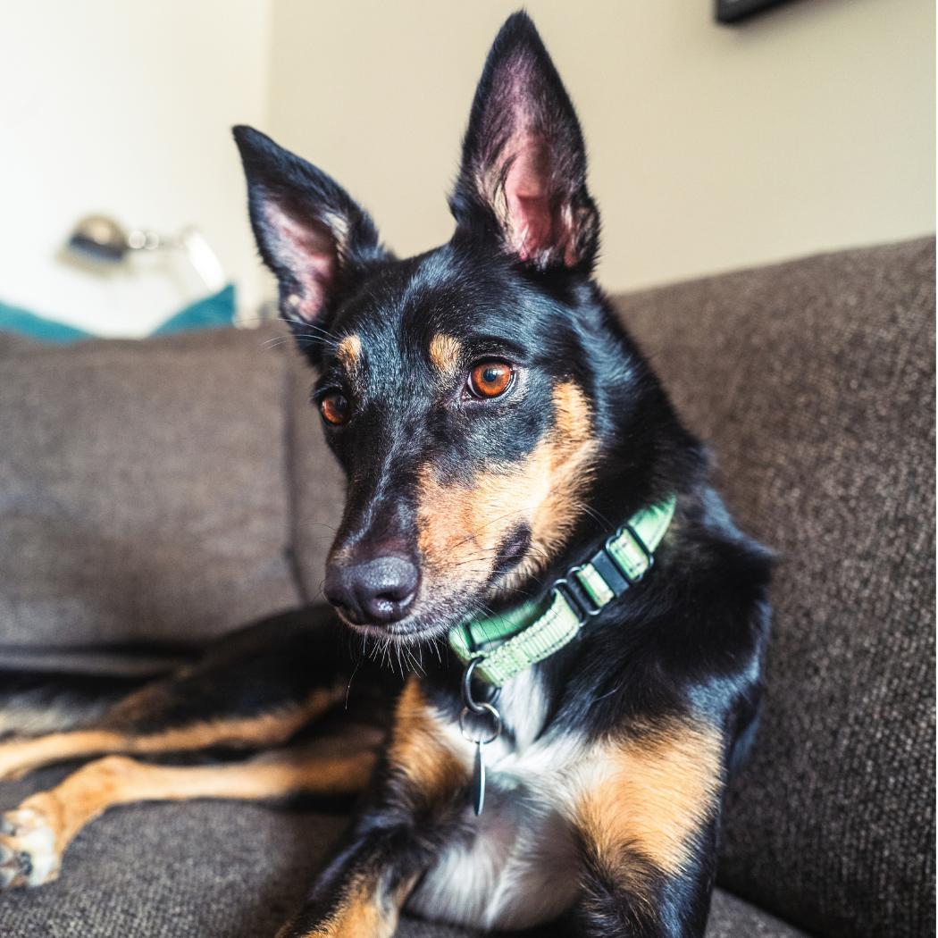 Enlarge Sophie, a Adoptable mixed breed in Brooklyn, NY image 2/6