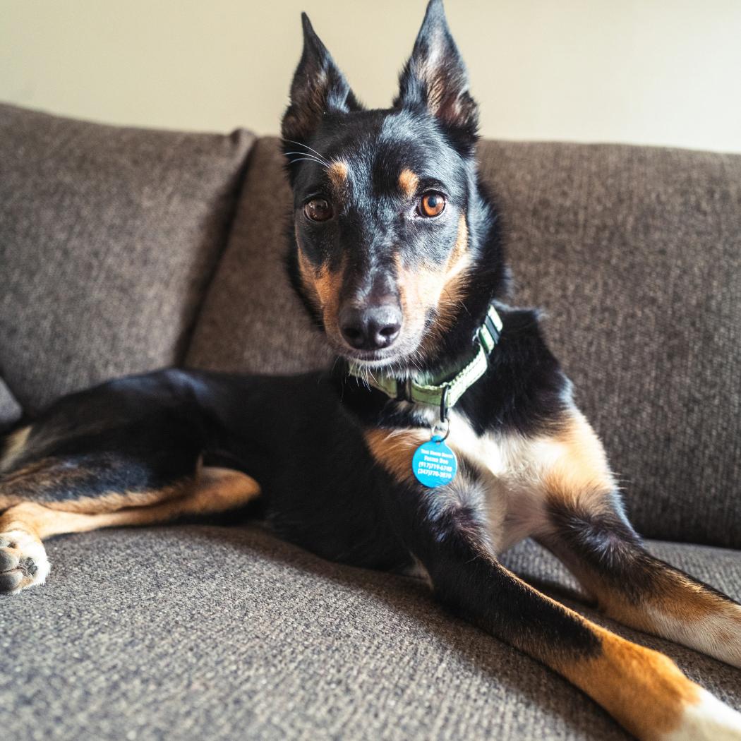 Enlarge Sophie, a Adoptable mixed breed in Brooklyn, NY image 1/6