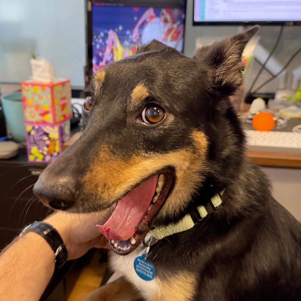 Enlarge Sophie, a Adoptable mixed breed in Brooklyn, NY image 5/6
