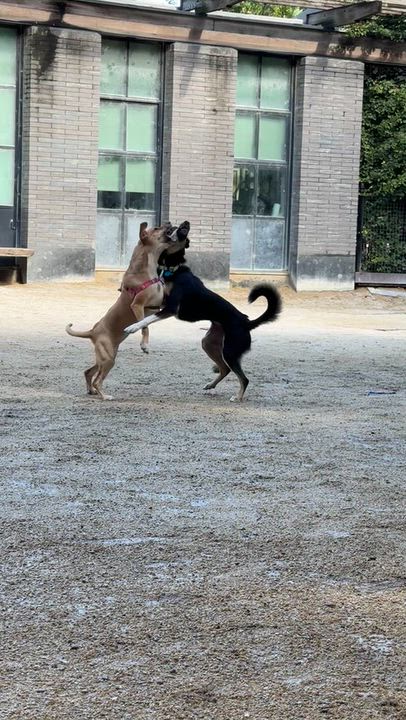 Enlarge Sophie, a Adoptable mixed breed in Brooklyn, NY video 6/6
