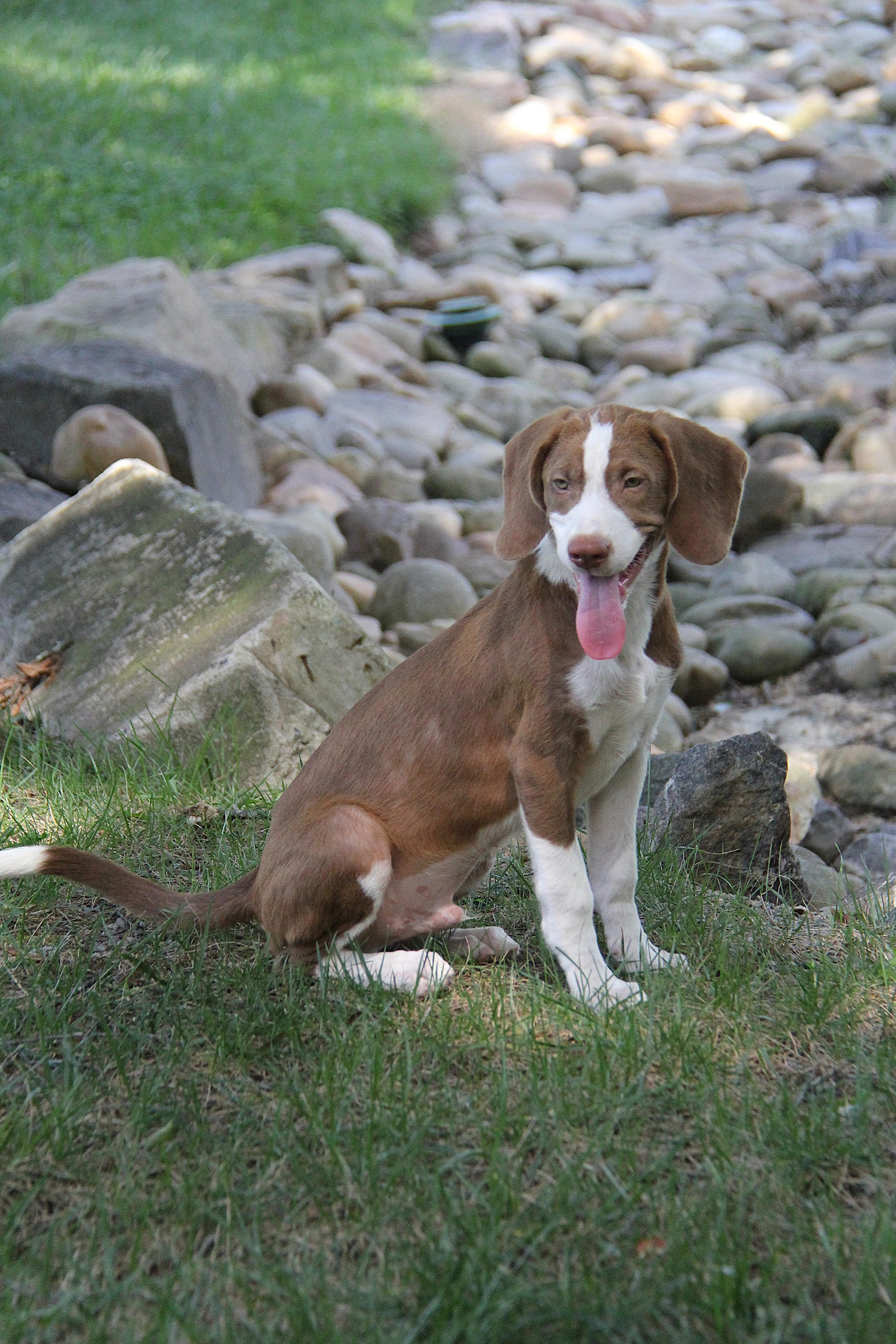 Copper, Adopted, Puppy Male Beagle.