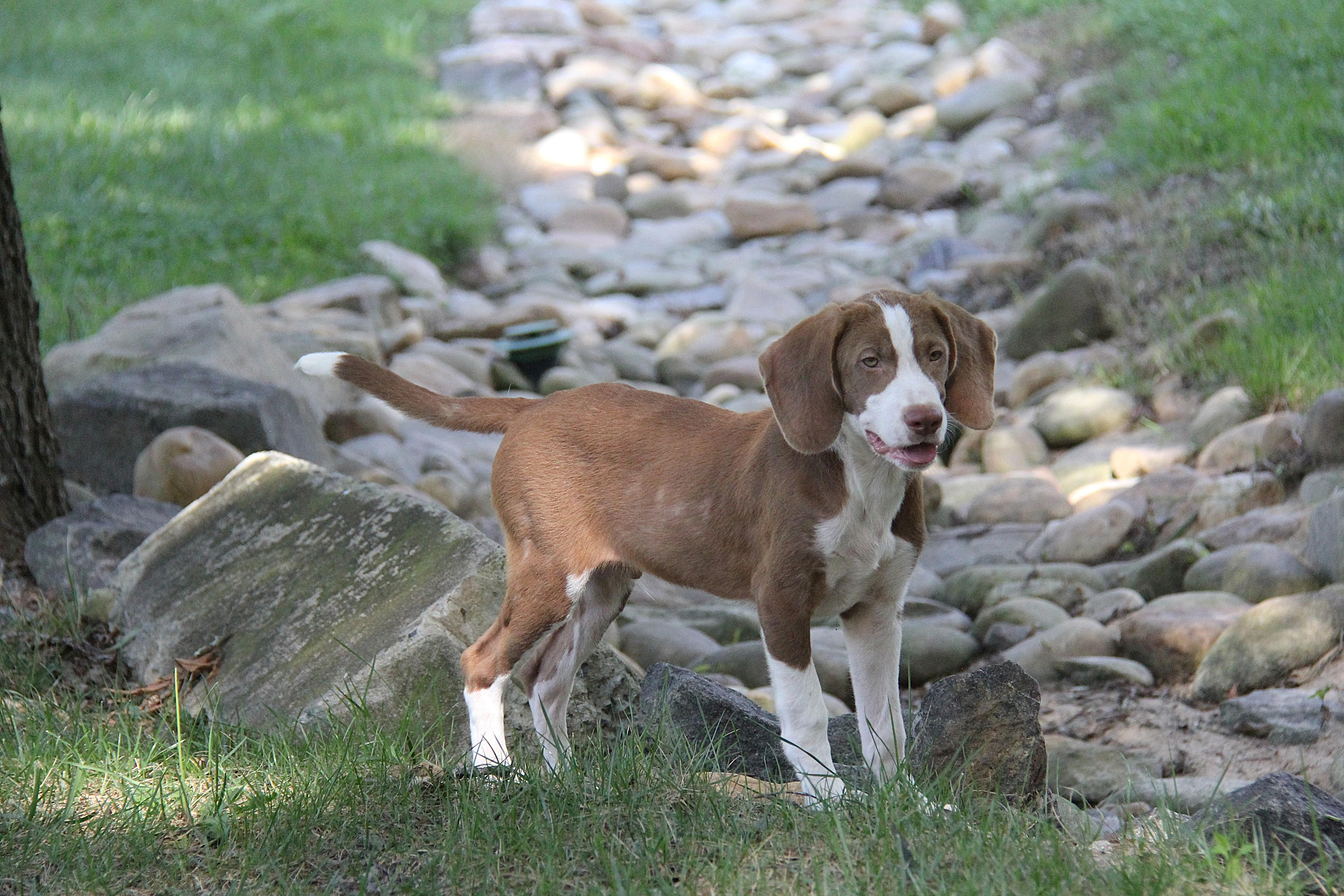 Enlarge Copper, a Adopted mixed breed in Monroe, NC image 2/2