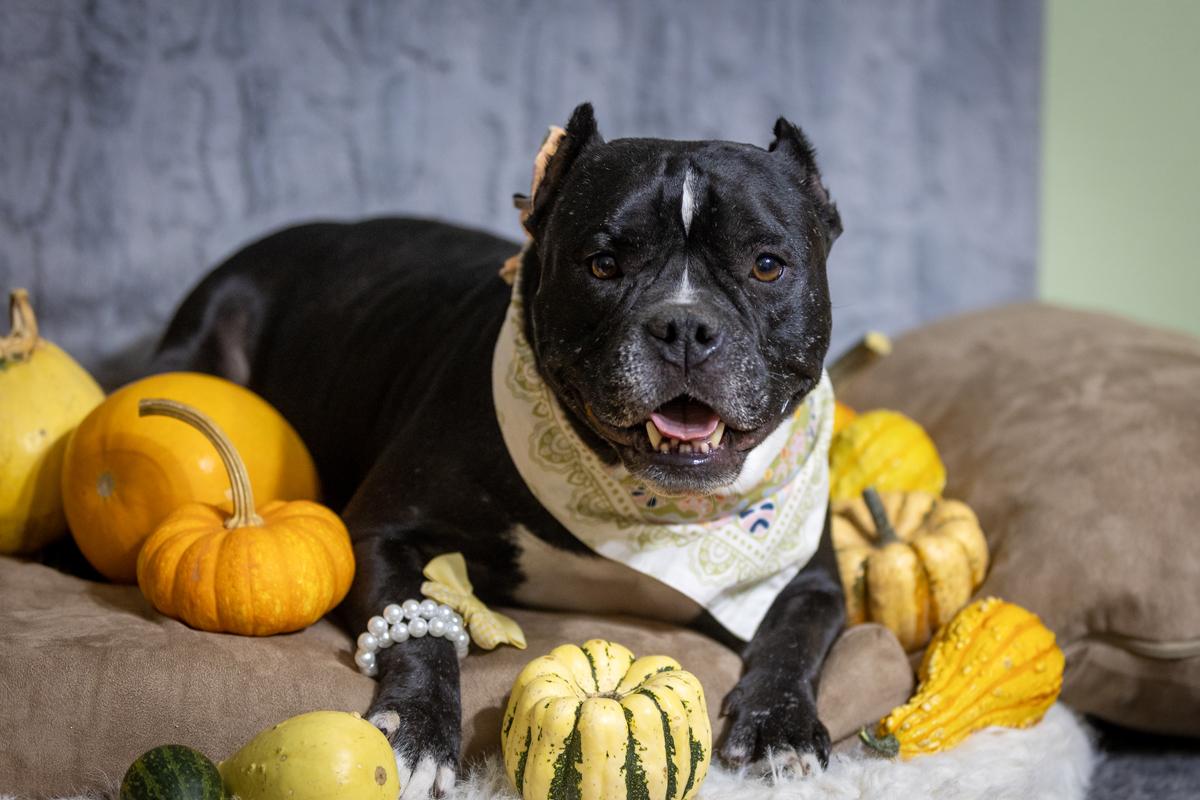 Enlarge Medusa, a Adoptable mixed breed in Tacoma, WA image 2/5