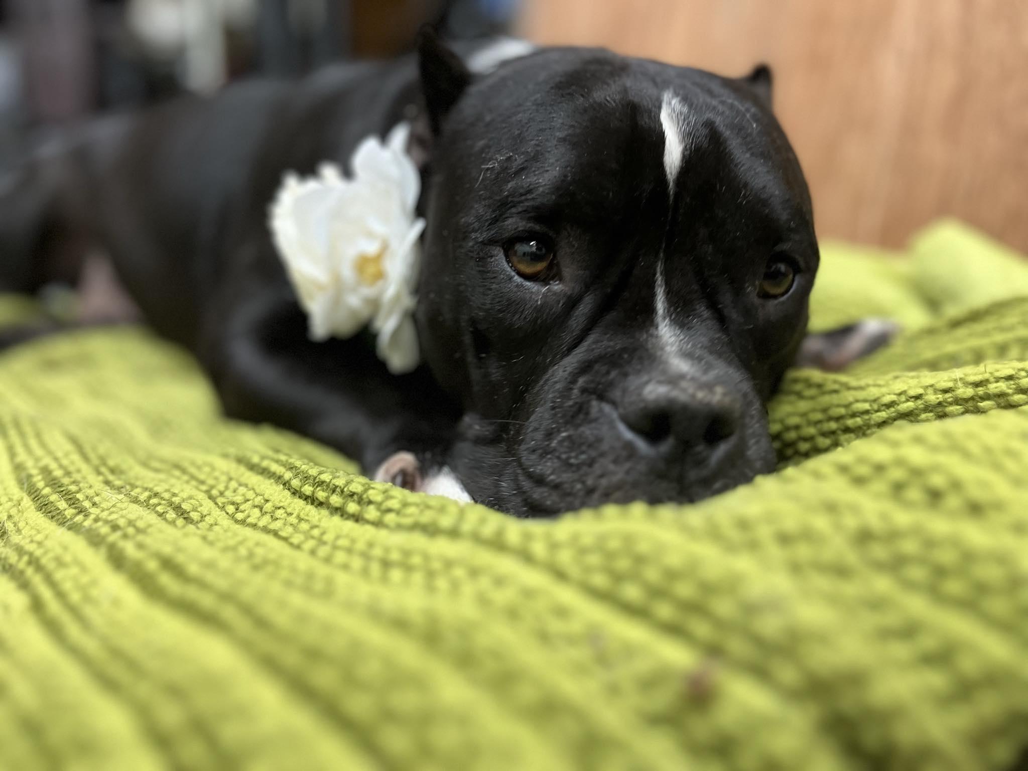 Enlarge Medusa, a Adoptable mixed breed in Tacoma, WA image 3/5