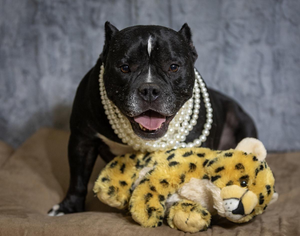 Enlarge Medusa, a Adoptable mixed breed in Tacoma, WA image 4/5