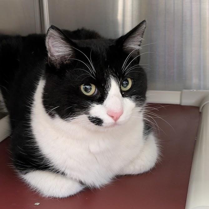Enlarge BLACKIE, an adopted Domestic Short Hair in La Crescent, MN image 1/3