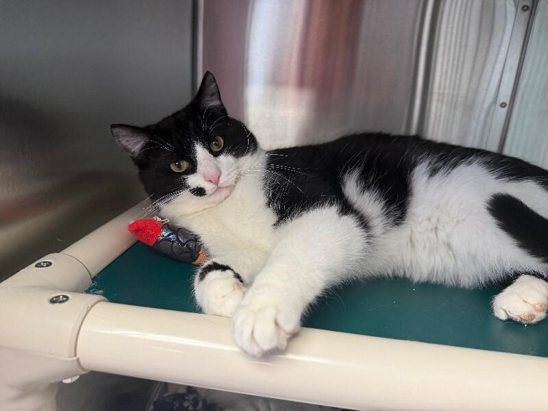 Enlarge BLACKIE, an adopted Domestic Short Hair in La Crescent, MN image 2/3