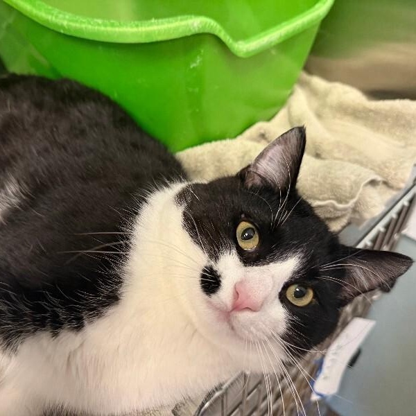 Enlarge BLACKIE, an adopted Domestic Short Hair in La Crescent, MN image 3/3