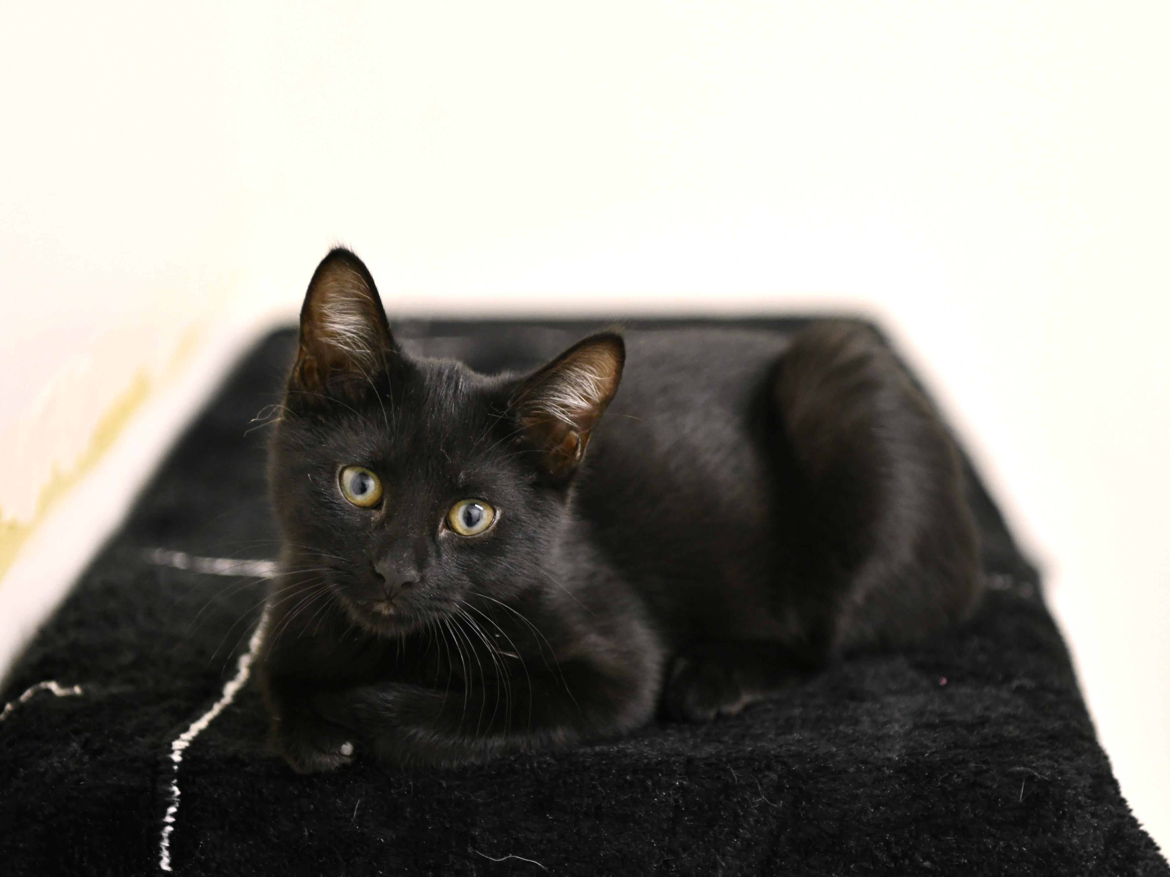 Enlarge Bonnie, a Adoptable Domestic Short Hair in Fairhope, AL image 1/1