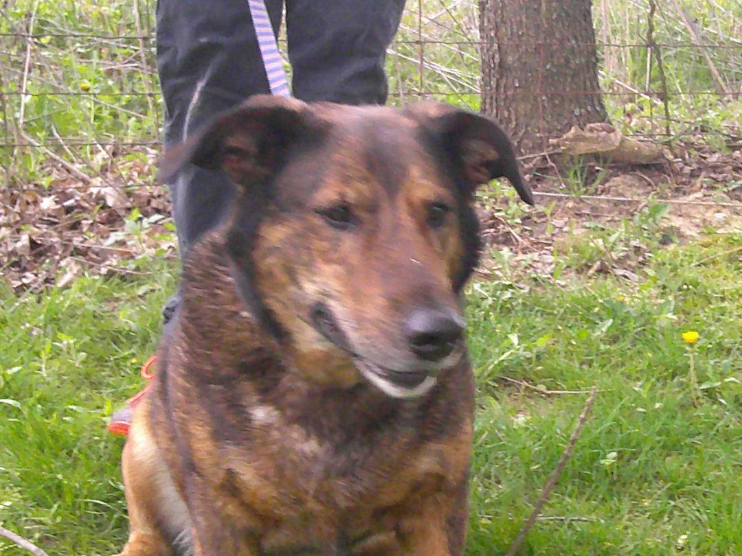 Enlarge Miles, a Adoptable mixed breed in Osgood, IN image 1/11