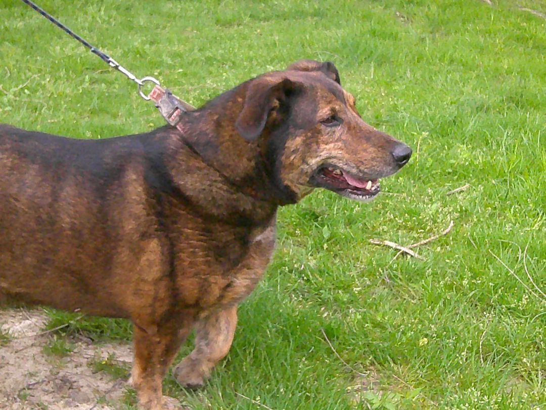 Enlarge Miles, a Adoptable mixed breed in Osgood, IN image 2/11