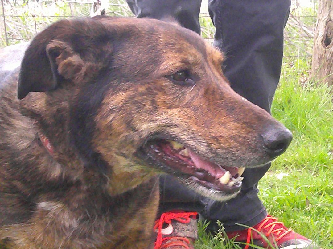 Enlarge Miles, a Adoptable mixed breed in Osgood, IN image 4/11