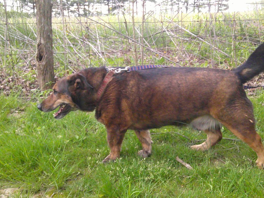Enlarge Miles, a Adoptable mixed breed in Osgood, IN image 5/11