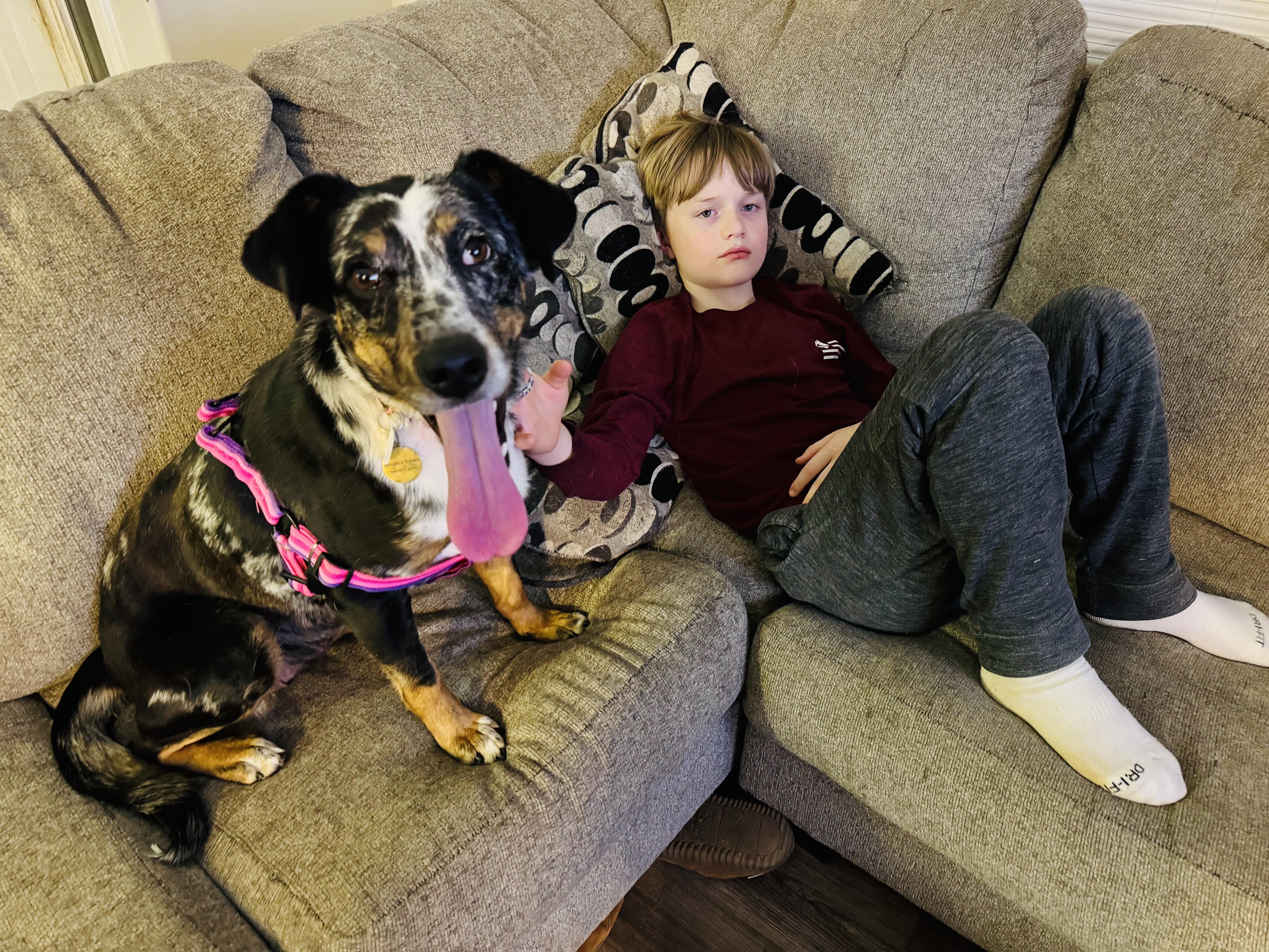 Enlarge Willow , a ADOPTABLE mixed breed in Albemarle, NC image 1/3