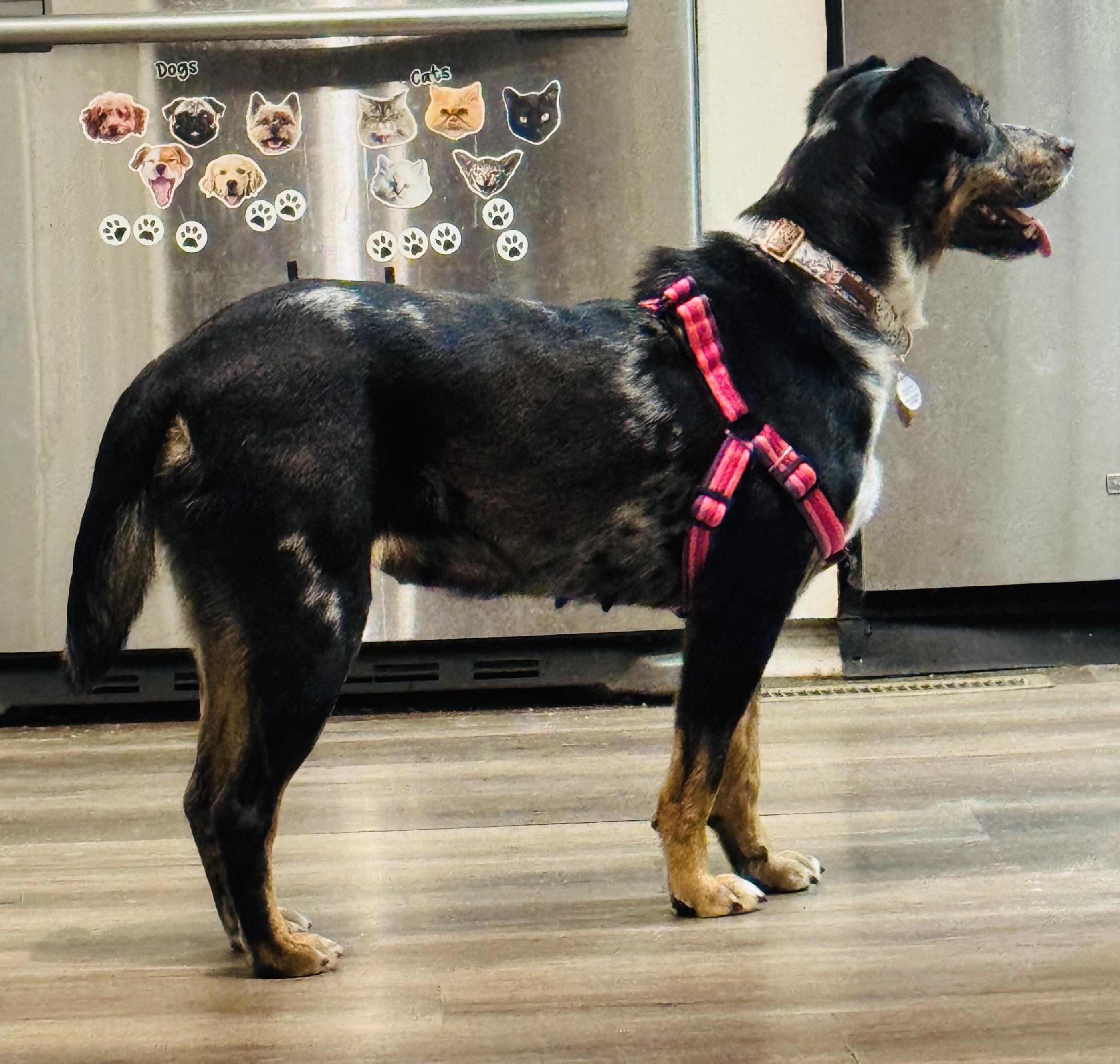 Enlarge Willow , a ADOPTABLE mixed breed in Albemarle, NC image 2/3