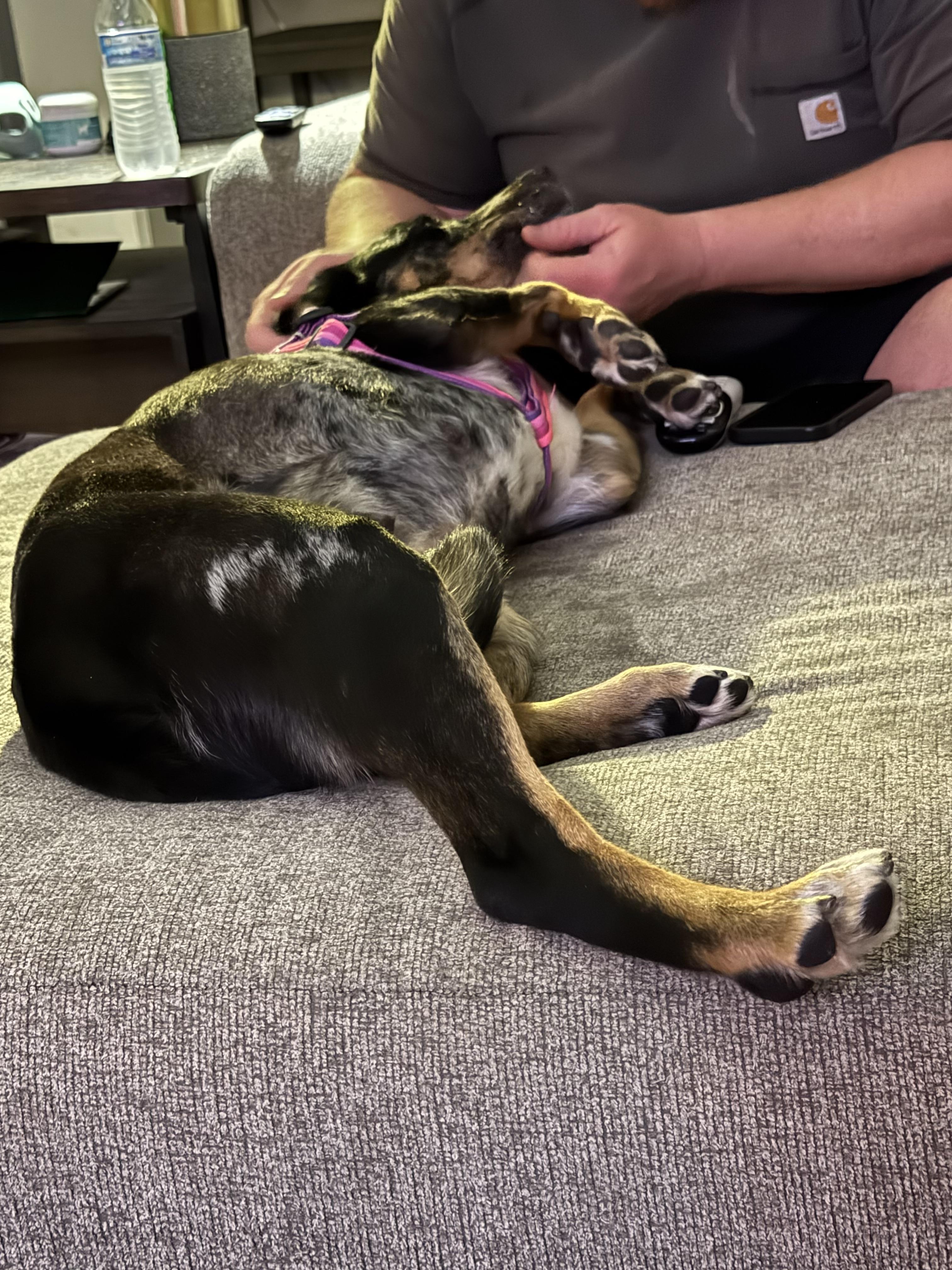 Enlarge Willow , a ADOPTABLE mixed breed in Albemarle, NC image 3/3