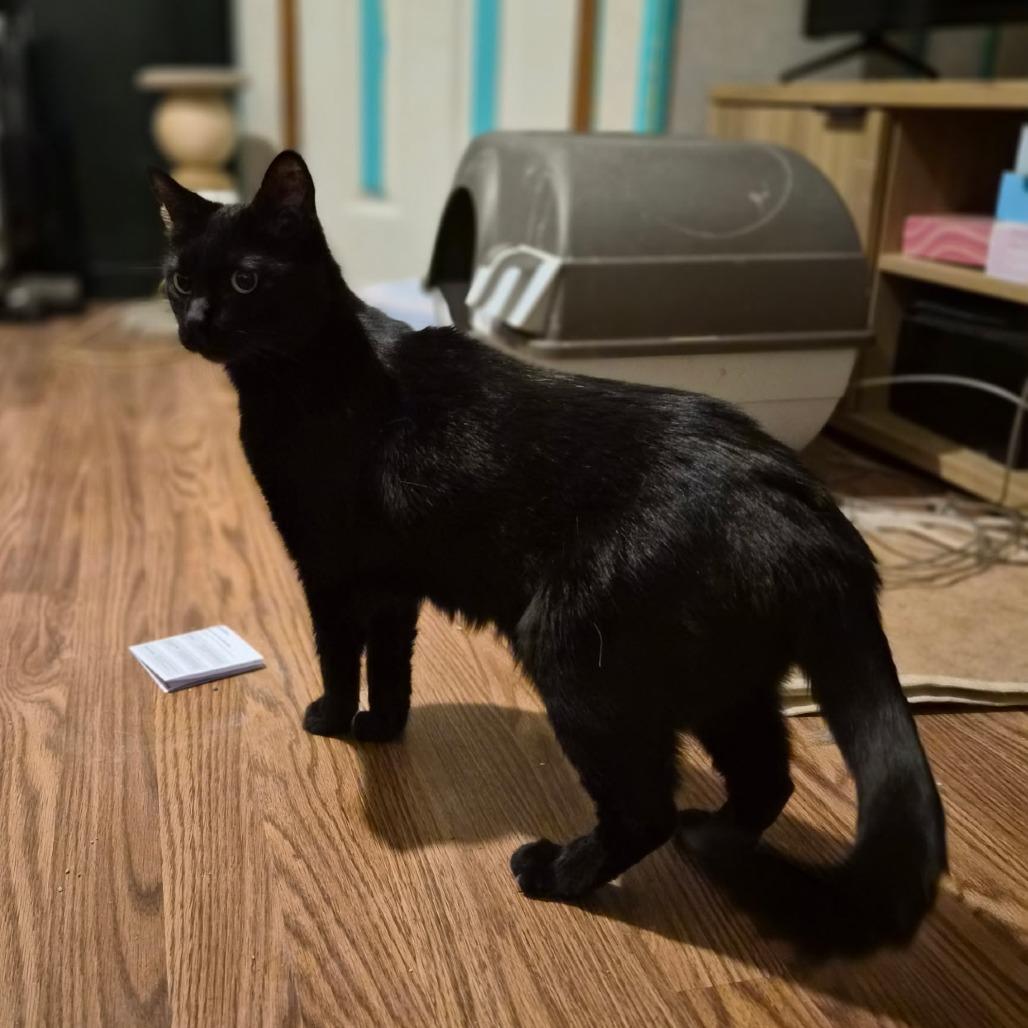 Boo Boo, an adopted Domestic Short Hair in Gilbert, SC image 2/3