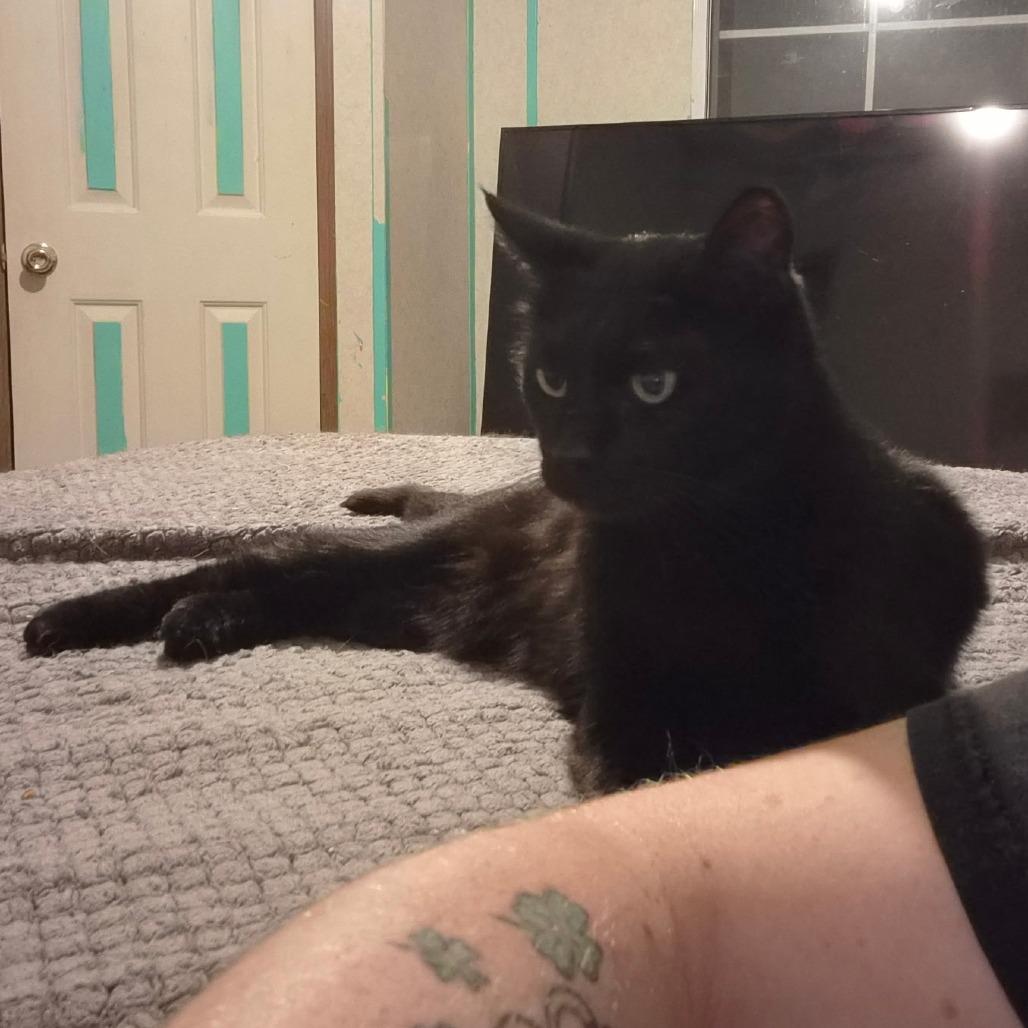 Boo Boo, an adopted Domestic Short Hair in Gilbert, SC image 3/3