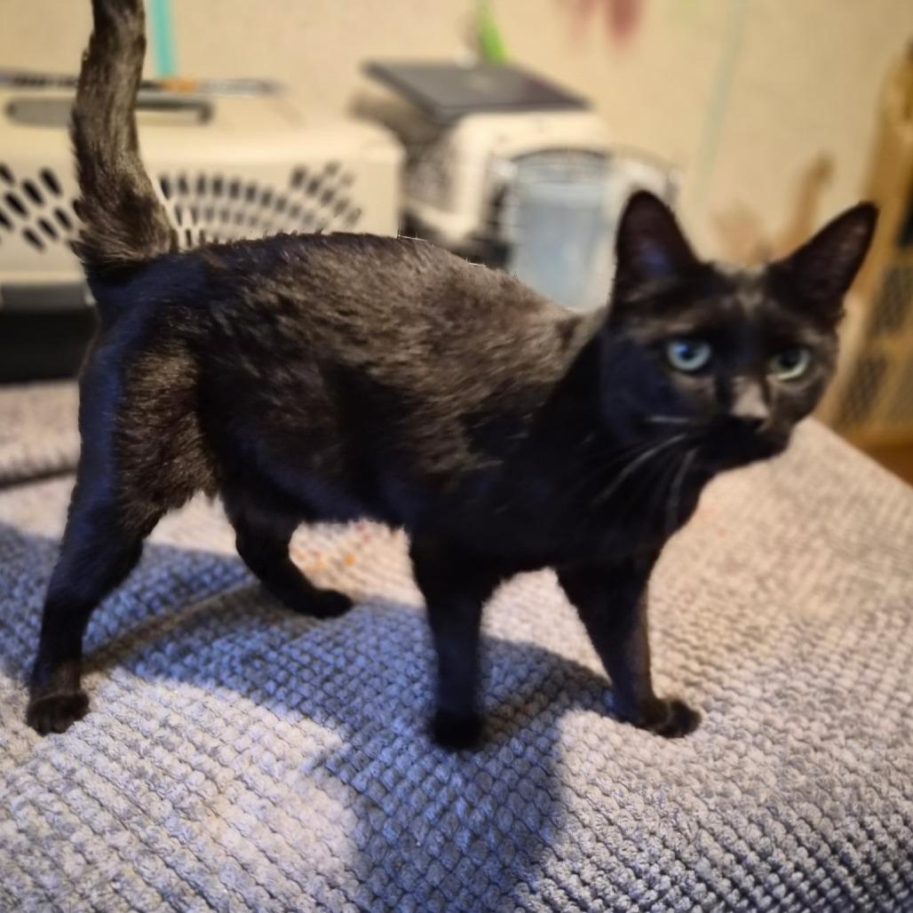 Boo Boo, an adopted Domestic Short Hair in Gilbert, SC image 1/3