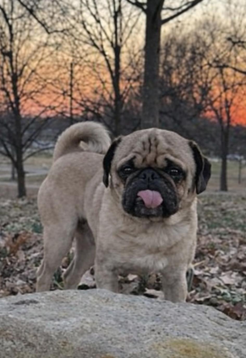 Enlarge Tilin-ADOPTION PENDING, an adopted Pug in Bridgeton, MO image 3/5