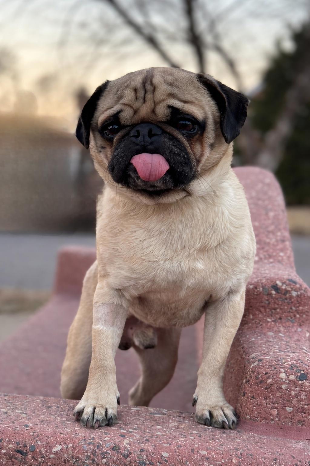 Enlarge Tilin-ADOPTION PENDING, an adopted Pug in Bridgeton, MO image 2/5