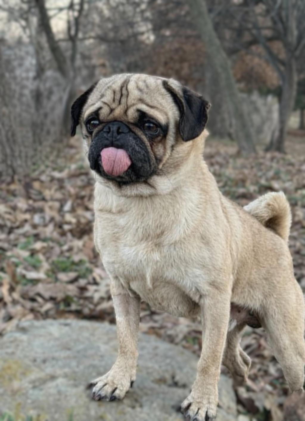Enlarge Tilin-ADOPTION PENDING, an adopted Pug in Bridgeton, MO image 1/5