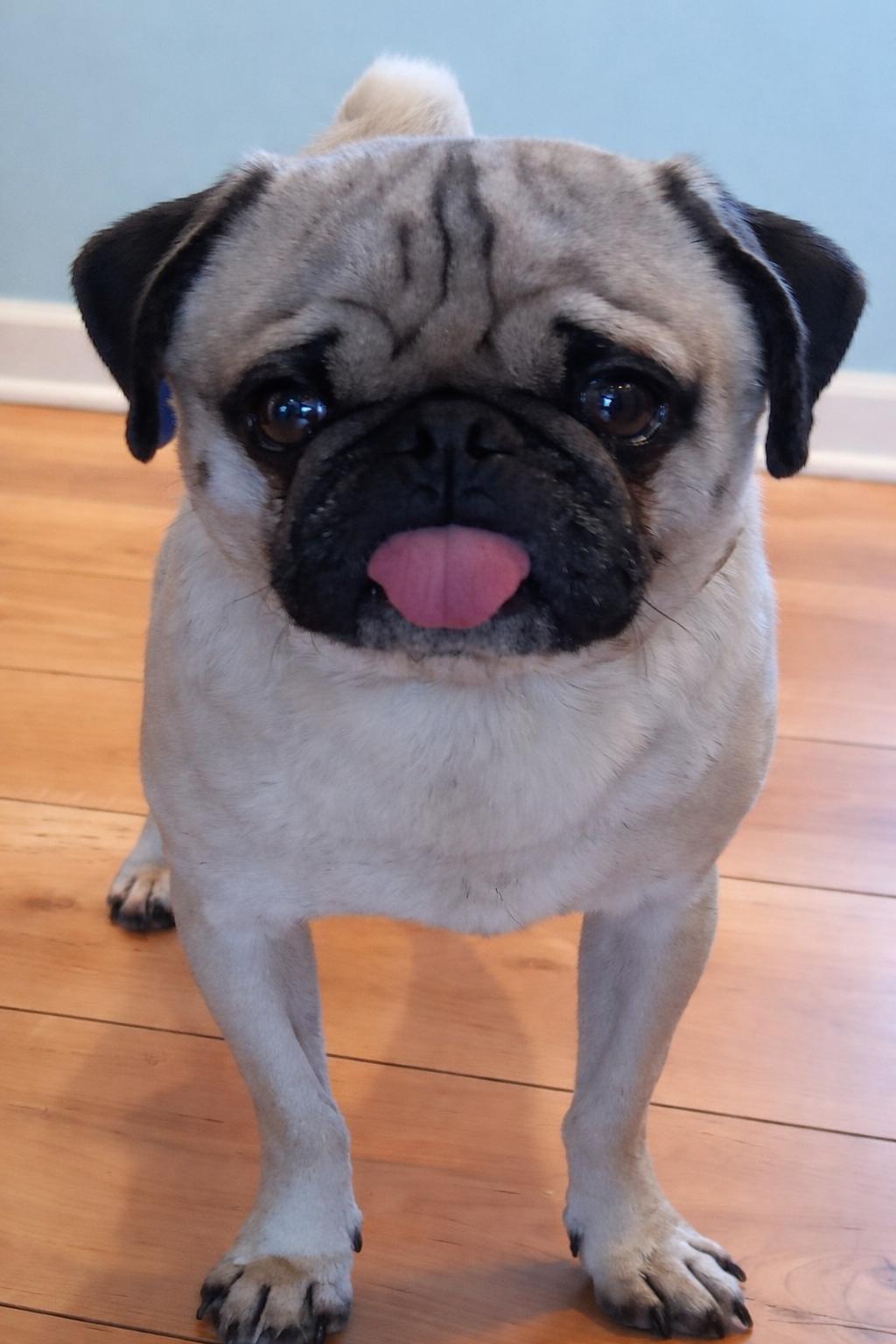 Enlarge Tilin-ADOPTION PENDING, an adopted Pug in Bridgeton, MO image 4/5