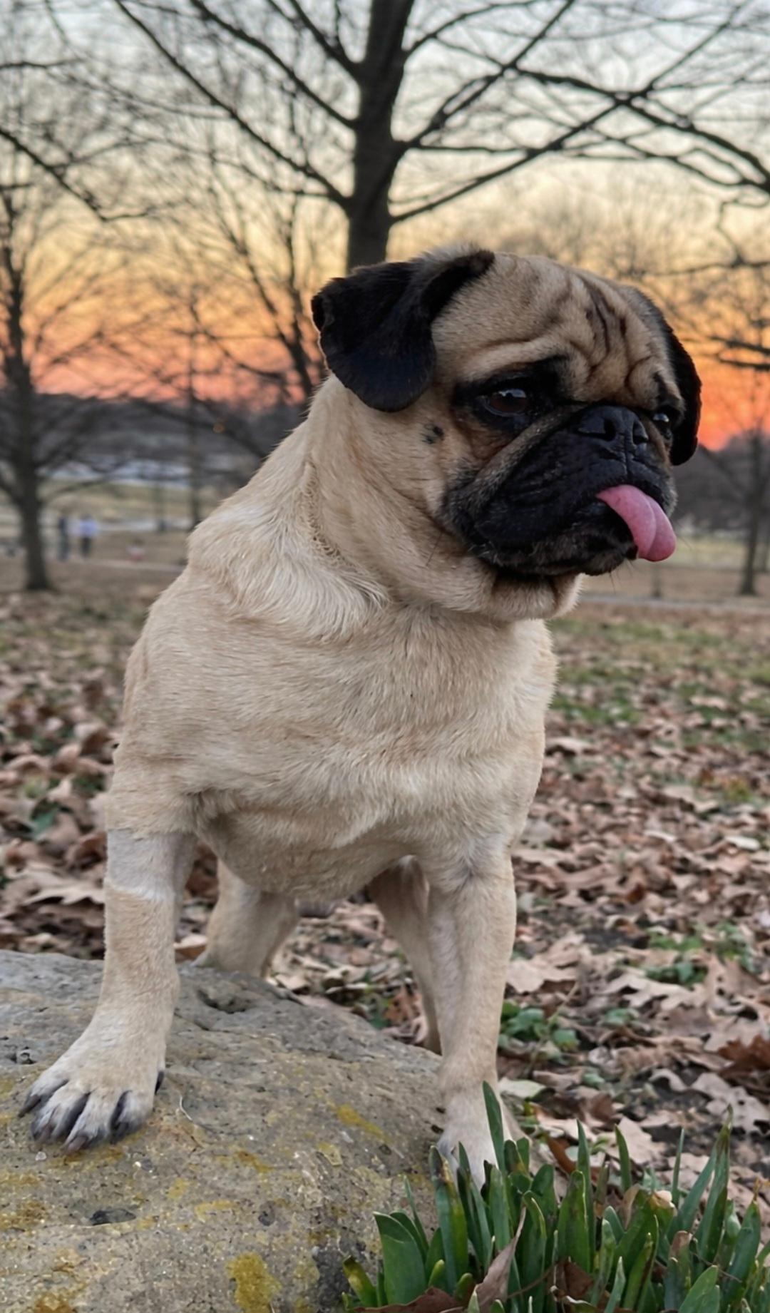 Enlarge Tilin-ADOPTION PENDING, an adopted Pug in Bridgeton, MO image 5/5