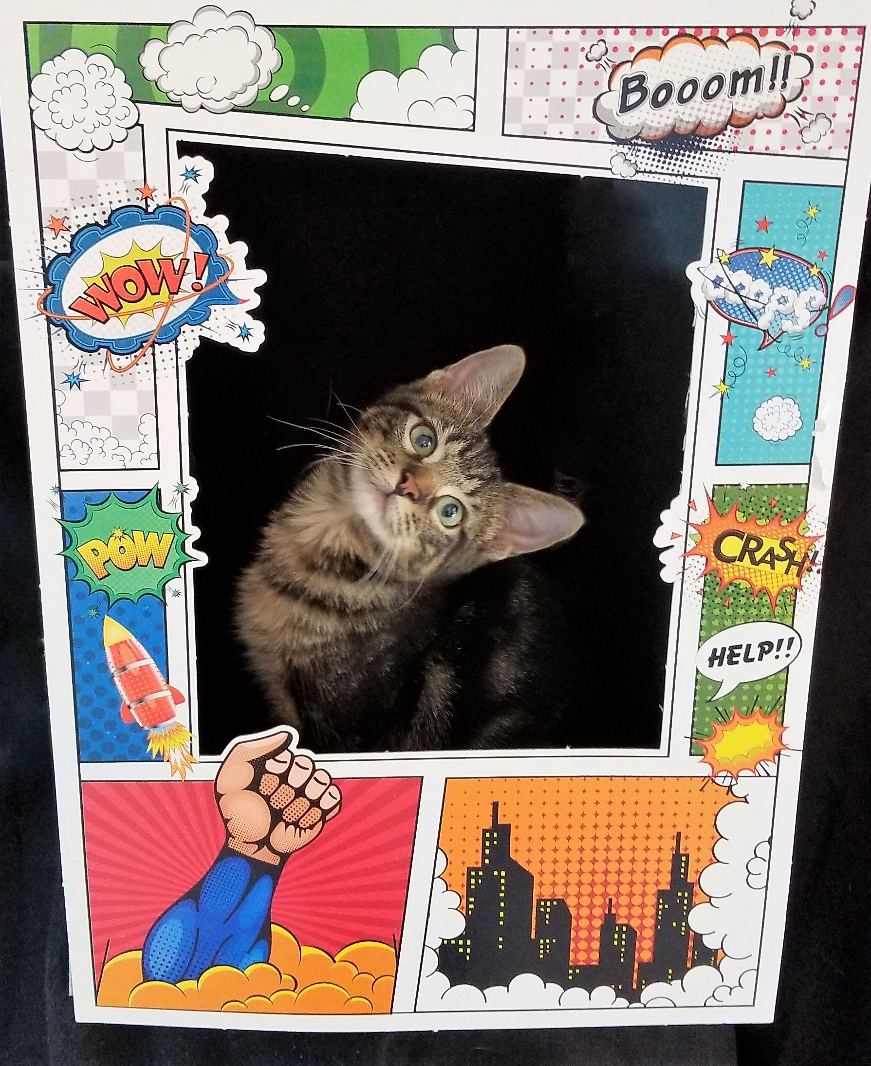 Enlarge Sherman, a Adoptable mixed breed in Vernon, TX image 1/2