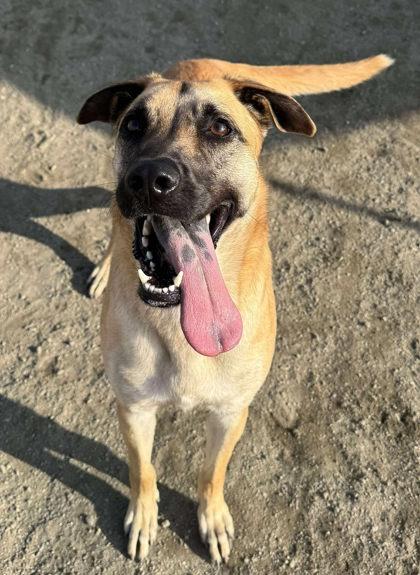 Aisha, Adoptable, Adult Female Shepherd & Mixed Breed.