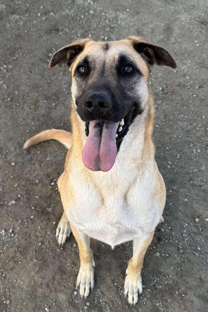 Enlarge Aisha, a Adoptable mixed breed in Visalia, CA image 3/3